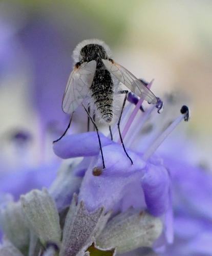 Réf. 237 732 : Geron gibbosus